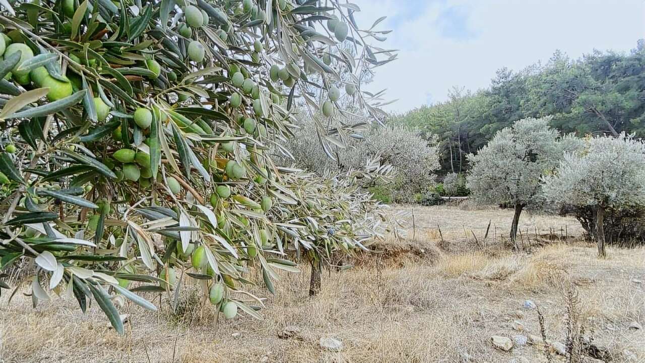 Milas’ta İki Ayrı Zeytinlik Mahkeme ve İcra Yoluyla Satışa Çıkarıldı 5